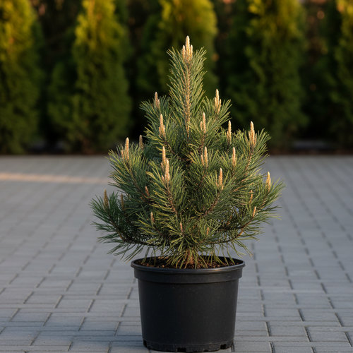 Сосна черная Орегон Грин купить