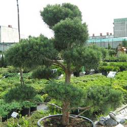 Сосна обыкновенная Глаука купить