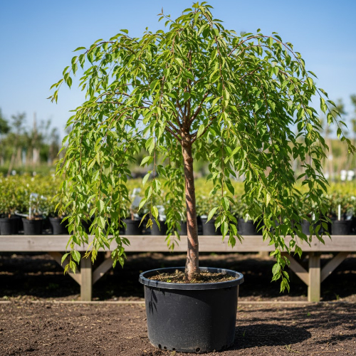 Вишня мелкопильчатая (сакура) купить
