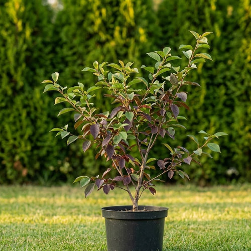 Черемуха виргинская Шуберт купить