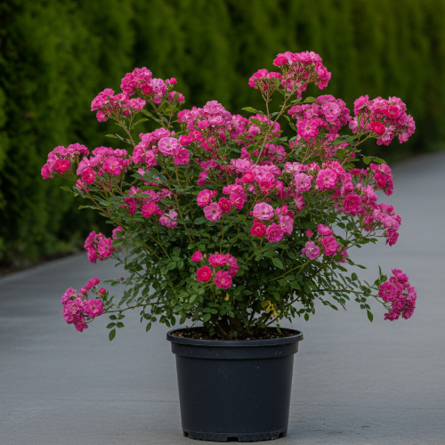 Роза плетистая Флокс Мейланд купить