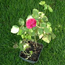 Роза Английская Уильям Шекспир 2000 купить