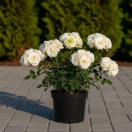 Роза Флорибунда Артемис купить