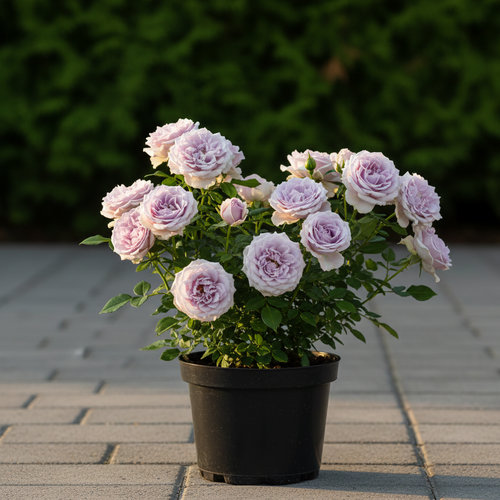 Роза Флорибунда Лавендер Айс купить