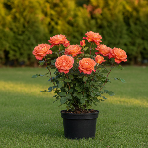 Роза чайно-гибридная Belweder купить