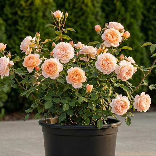 Роза чайно-гибридная Поль Рикар купить