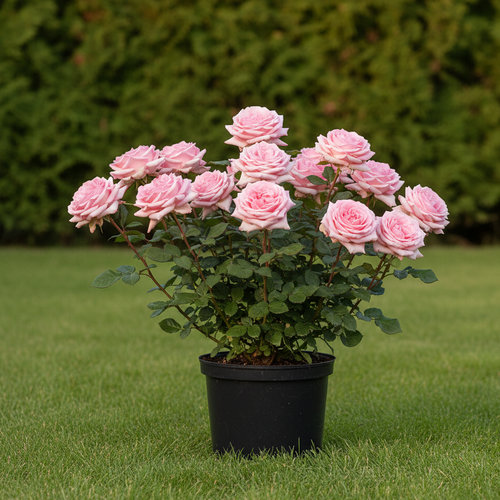 Роза чайно-гибридная Королева Элизабет купить