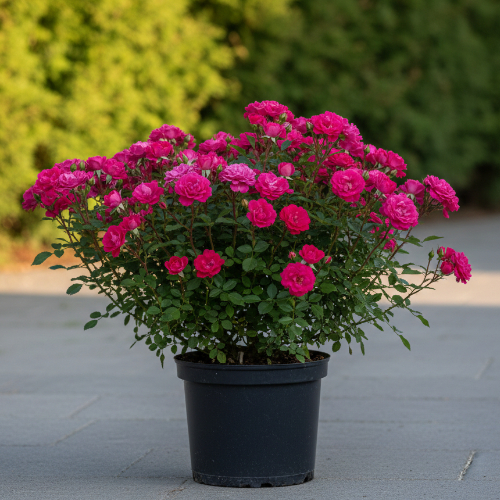 Роза миниатюрная Треллеборг купить