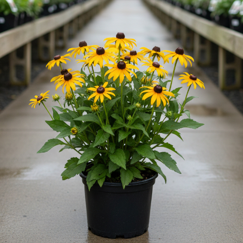 Рудбекия блестящая Литтл Голдстар купить