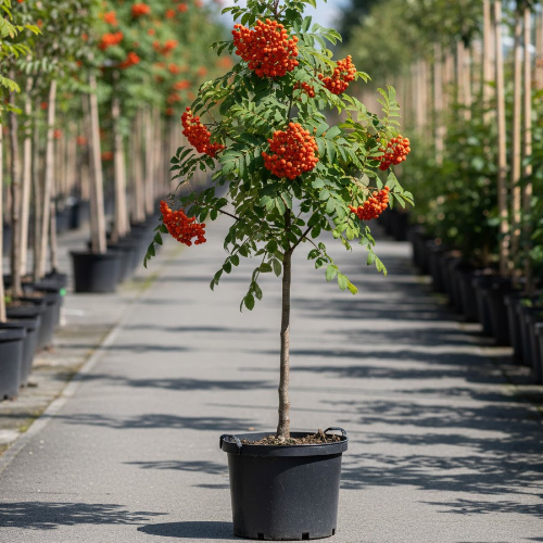 Рябина Эдулис купить