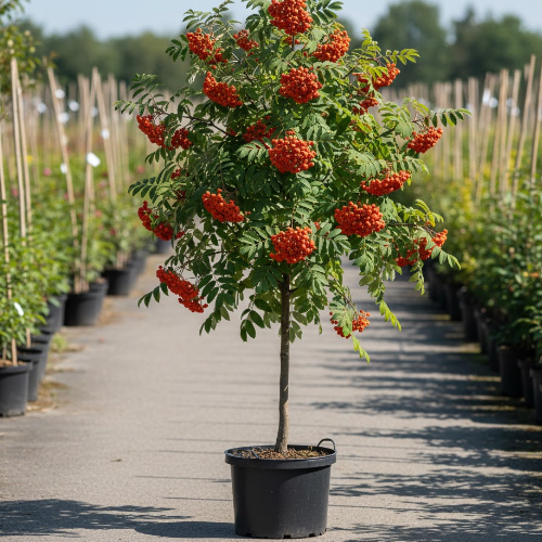 Рябина Вефед купить