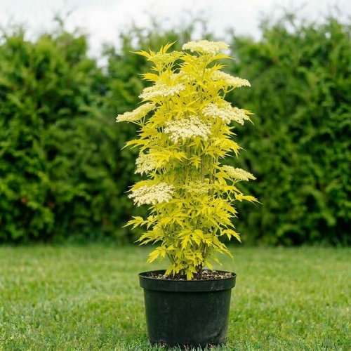 Бузина черная Голден Тауэр купить