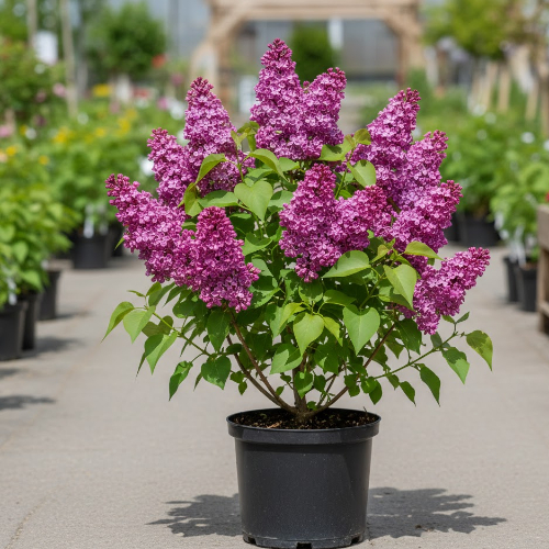 Сирень Космонавт купить