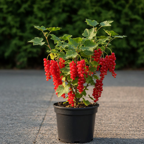 Смородина красная Газель купить