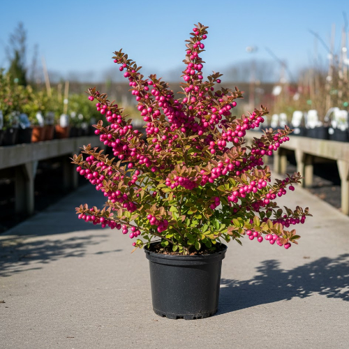 Снежноягодник Доренбоза купить