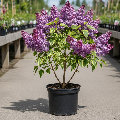 Сирень обыкновенная Аукубафолия купить