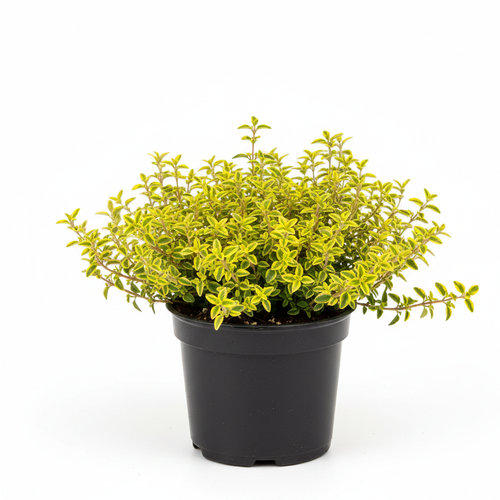 Тимьян лимоннопахнущий Ауреус купить