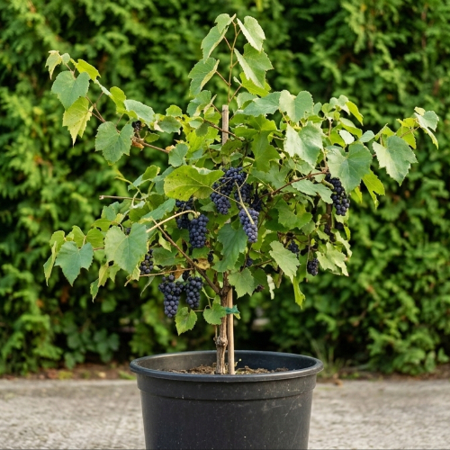 Виноград неукрывной Первенец Амура купить