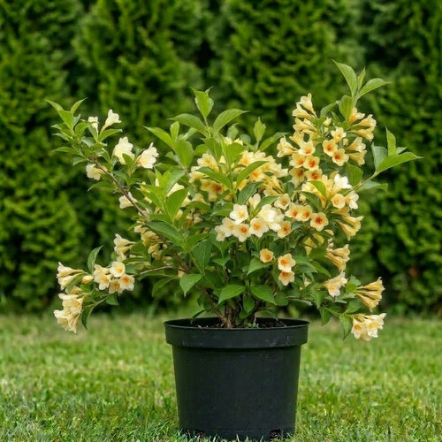 Вейгела Миддендорфа купить