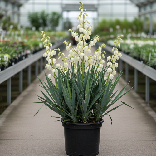 Юкка нитчатая купить