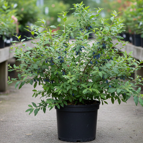 Жимолость Авача купить