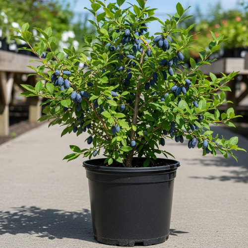 Жимолость Индиго Джем купить