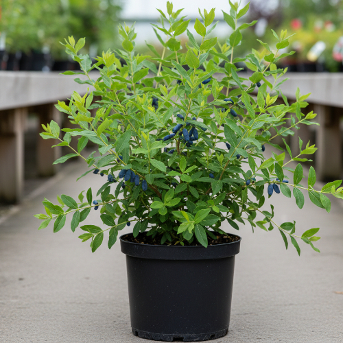 Жимолость камчатская Томичка купить